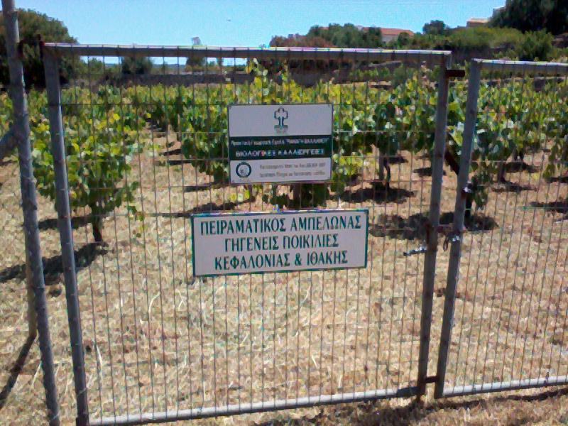 Φωτογραφία0135